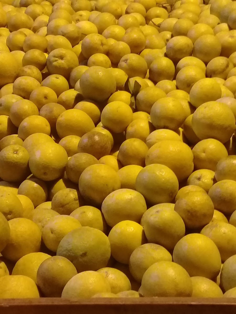 AGUACATES MEDINA