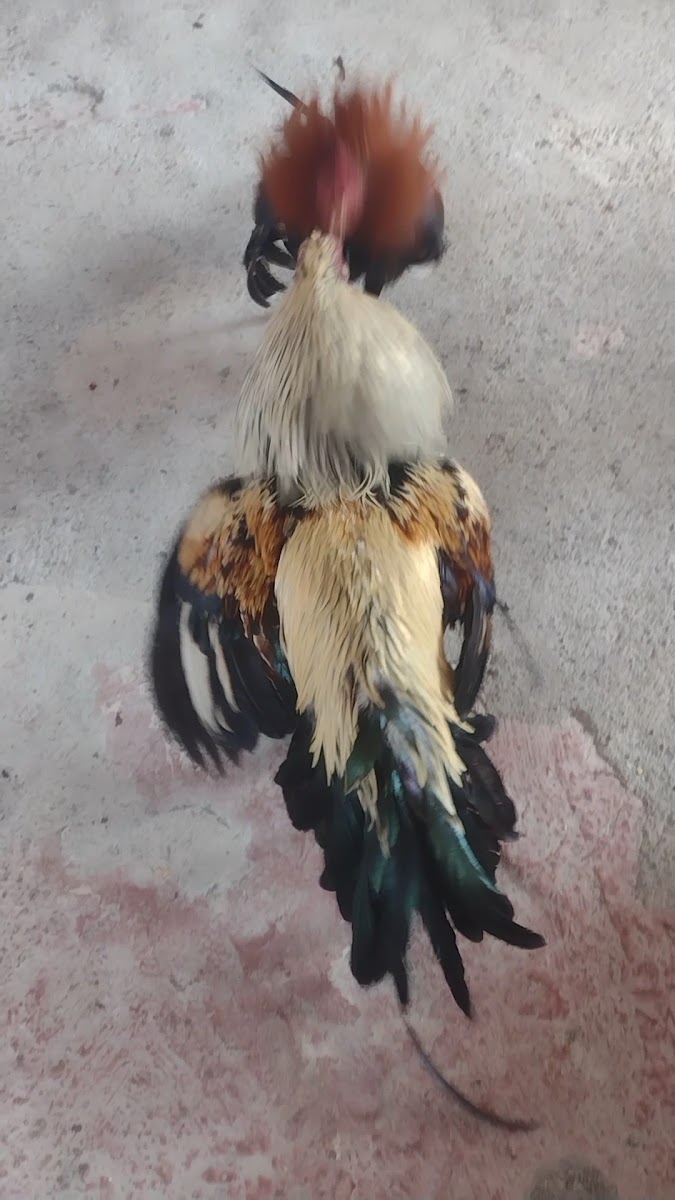 Abarrotes Tacambaro