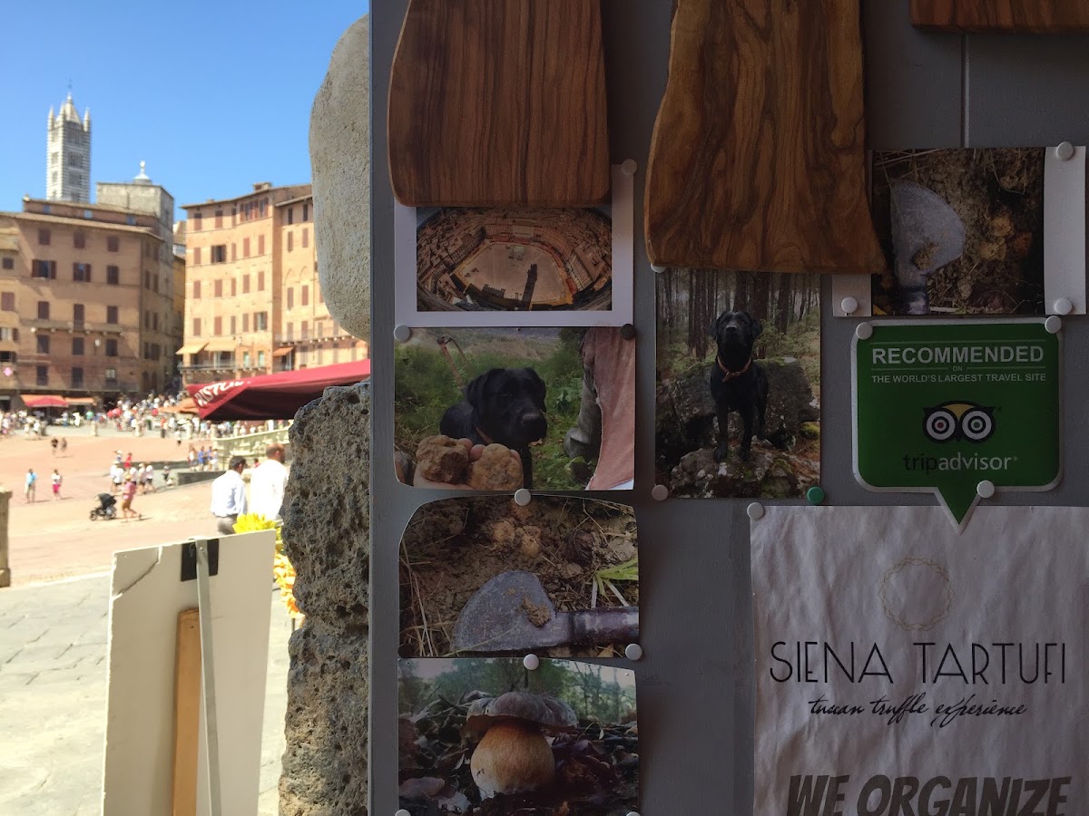 Siena Tartufi ( Truffle Hunting)