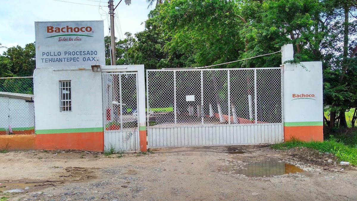Bachoco Venta De Pollos