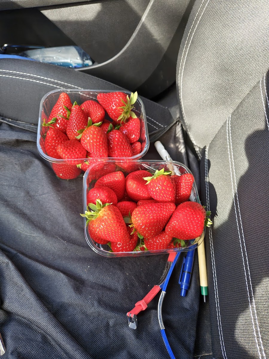 Bomu Fruit V.o.f.