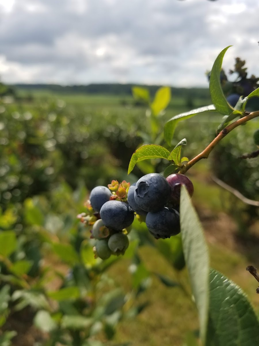 Sauder Produce & Supply